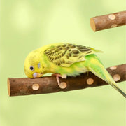 Natural Wood Fork Perch Stand for Parakeets and Cockatiels