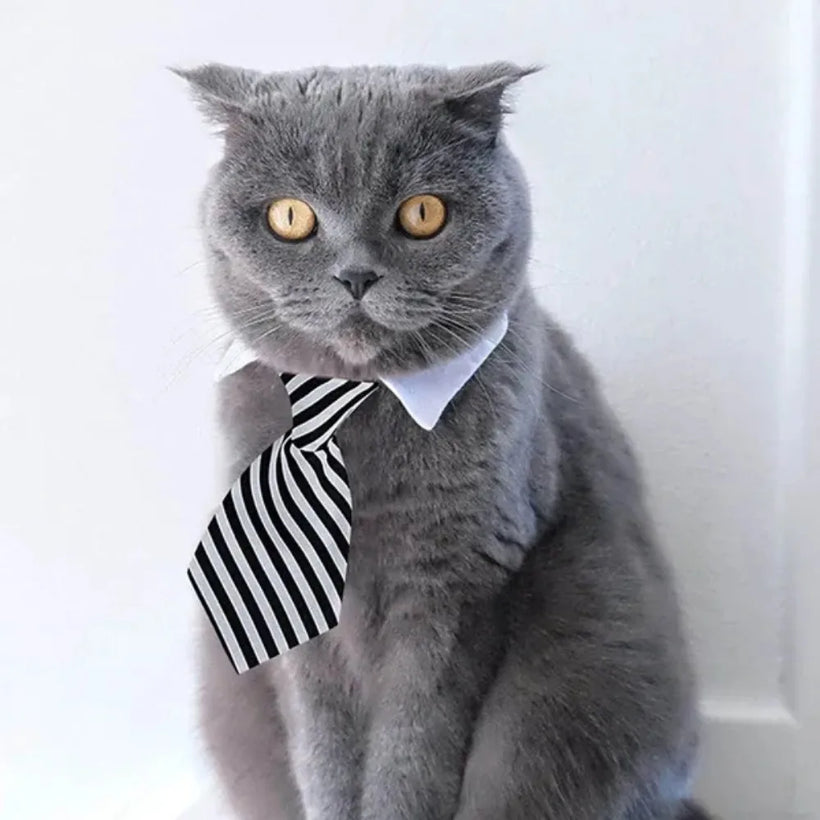 Adjustable Pet Bow Tie Necktie Collar for Small Dogs and Cats