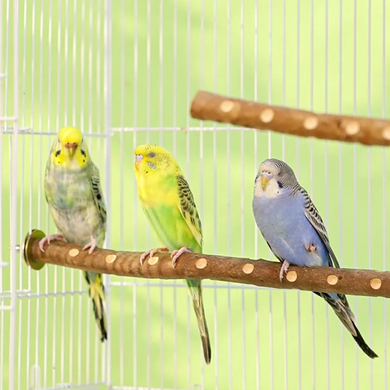Natural Wood Fork Perch Stand for Parakeets and Cockatiels